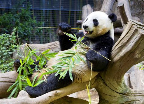 Большая панда - символ Китайской дипломатии