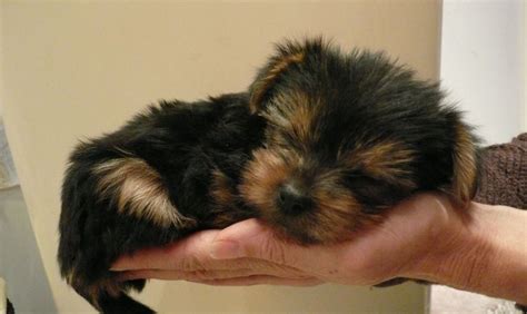 Our yorkies come in different sizes and colors. Taking Care of Your Newborn Yorkie Puppies | My Little ...
