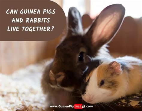 Can Guinea Pigs And Rabbits Live Together Guinea Pig Tube