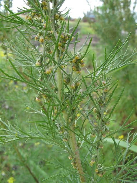 Artemisia Abrotanum