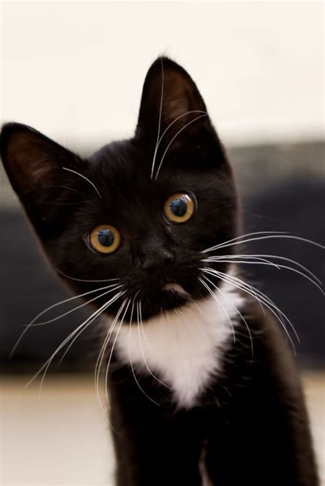 Cat names generator for your lovely cat. 20 Best Black Cat Names - Male and Female Black Kitten Names