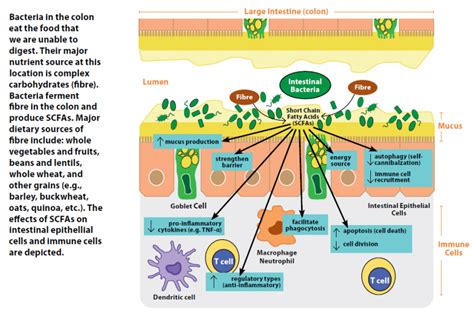 Food Microbes Chart Gastrointestinal Society