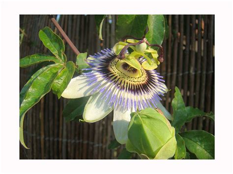 Buy 2x Blue Passonflower Passiflora Coerulea 20cm Tall S The