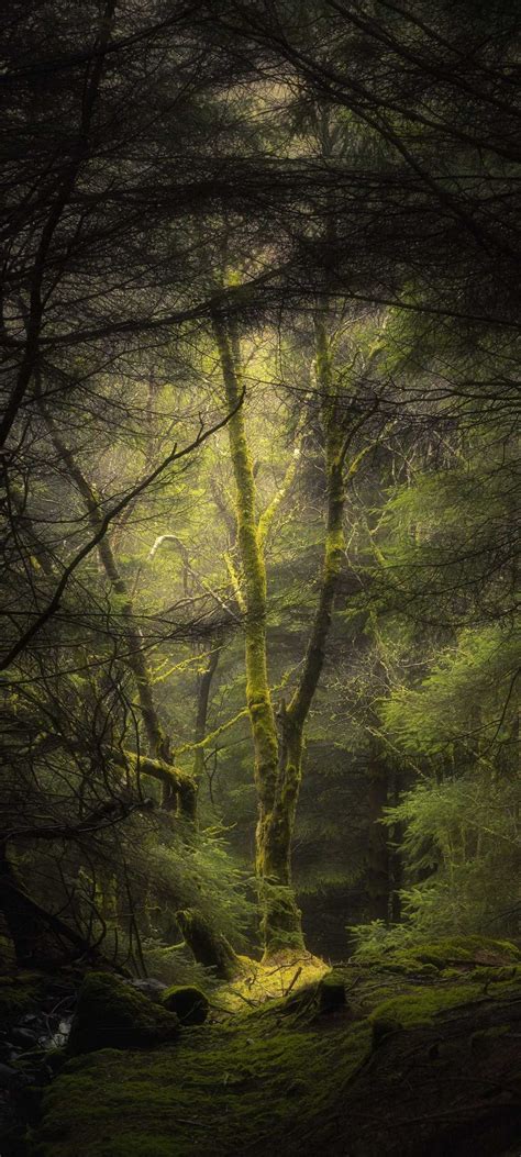 Forest Fog Trees 1080x2400