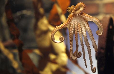 Ecstasy Makes Shy Octopuses Reach Out For A Hug Just Like Human Ravers