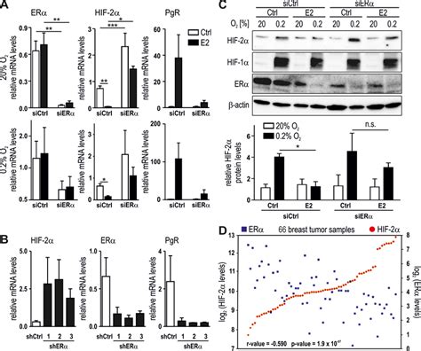 reciprocal regulation of hif 2α and erα erα was knocked down in mcf 7 download scientific