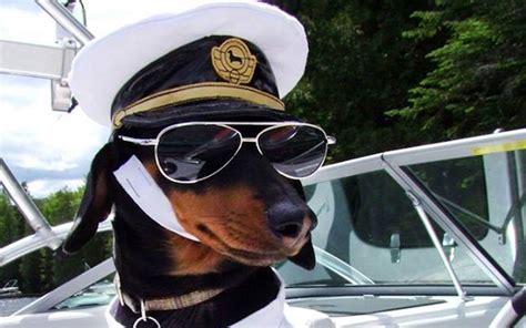 10 Dogs In Sunglasses ~ Now Thats Nifty