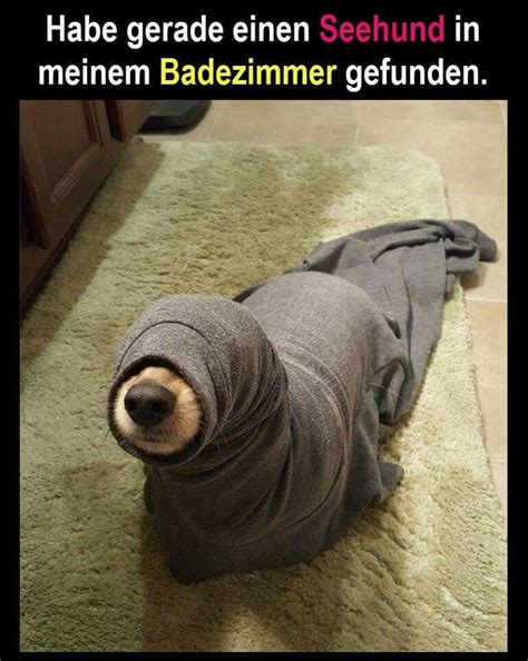 We did not find results for: Pin von Susanne auf Tiere | Lustige tierbilder, Hunde ...