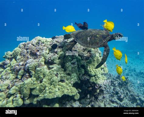 Fish Cleaning Turtle Hi Res Stock Photography And Images Alamy