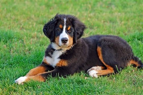 Common bernese mountain dog food allergies. Bernese Mountain Dog [Ultimate Guide: Health, Personality ...