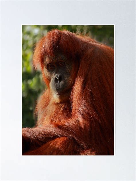 Ranga Facing Extinction Poster By Barbaraglover Redbubble