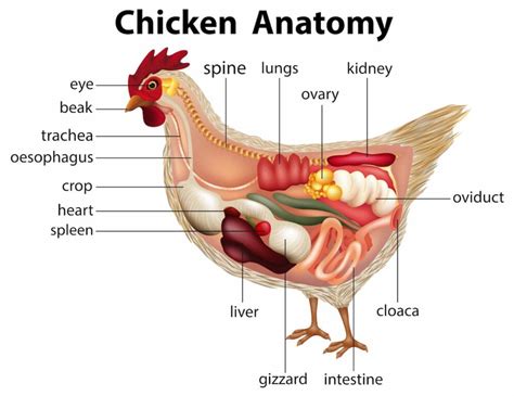 complete guide to chicken genders and sexing chicks