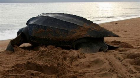 Leatherback Sea Turtle Luth Largest Of All Living Turtles Heavy