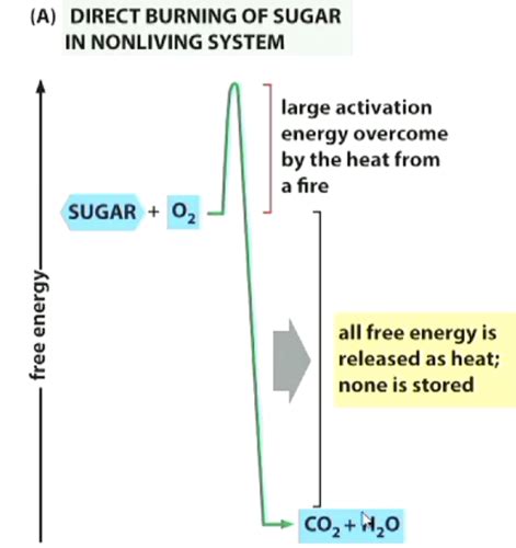 Metabolism Overview Flashcards Quizlet