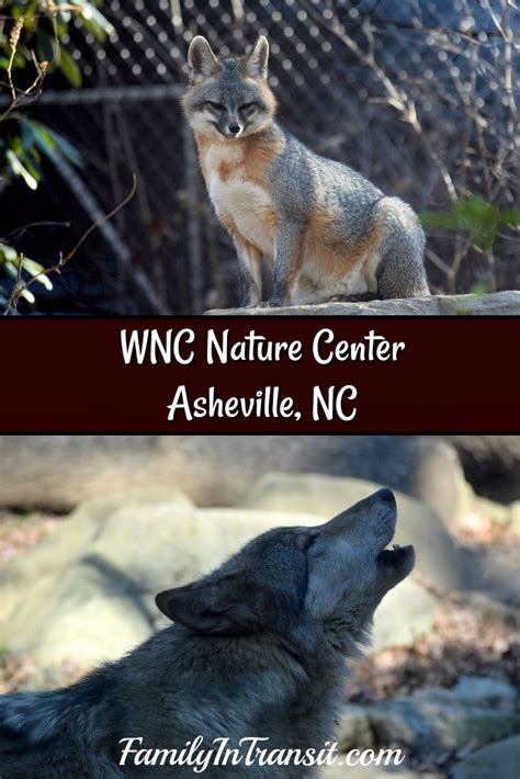 Learn And Explore At The Wnc Nature Center Western Nc Nature Center