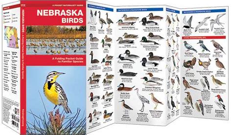 Nebraska Birds A Pocket Naturalist Guide