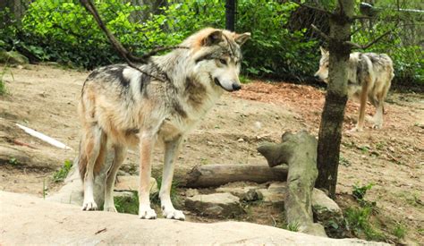 May 2021 Wolf Woods Mexican Wolf Shadow Zoochat