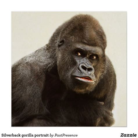 Silverback Gorilla Portrait Poster