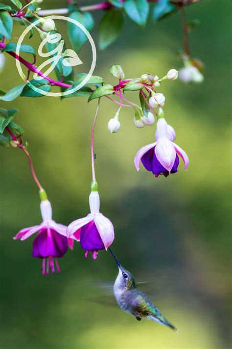 Hummingbird Garden Ideas Best Flowers For Attracting Hummingbirds