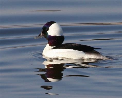 53 Best Images About Bufflehead Ducks On Pinterest Canada Lakes And