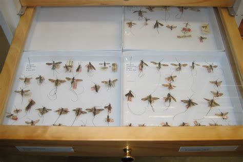 Landcare Researchs Insect Collection — Science Learning Hub