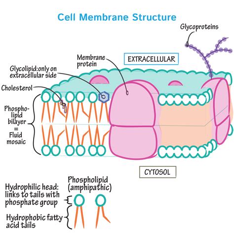Cell Biology Glossary Membrane Structure Overview Draw It To Know It