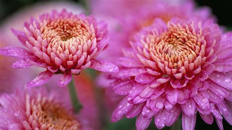 100 Pink Chrysanthemums Wallpapers