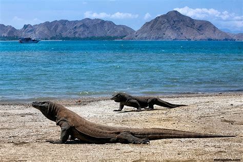 20 Things To Do In Komodo Island Indonesia Dragon Adventures