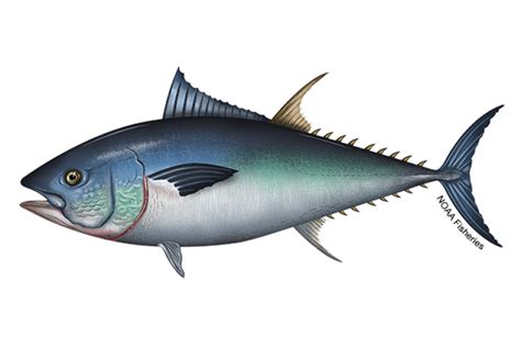 Pacific Bluefin Tuna Noaa Fisheries