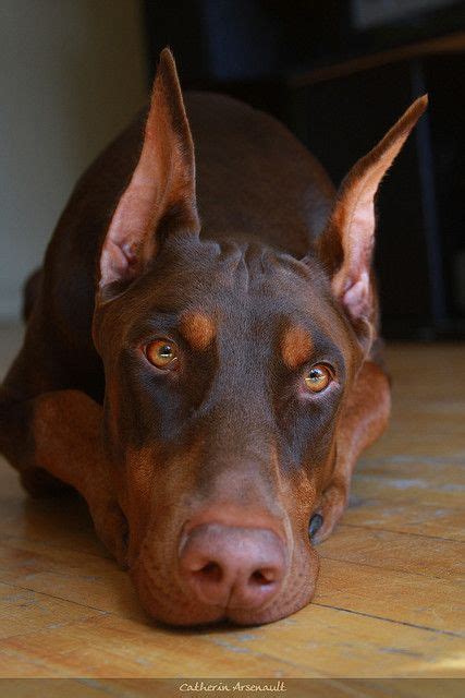 38 Best Images About Red Doberman Pinscher On Pinterest Beautiful