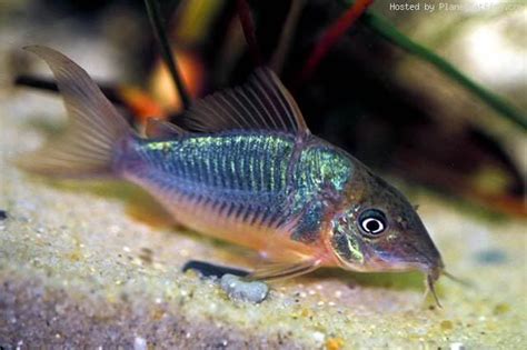 Pics Info Freshwater Fish Species Profiles Ikan Air Tawar Ikan