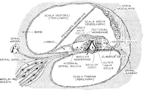 Cross Section Schematic Of The Cochlea Of Interest Are The Tectorial