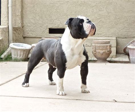 They are part of american culture and history, and may be used as a cultural icon for the united states. Pacific Bulldog // The American Bully Registry