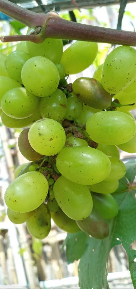 Pada buah yang terserang apabila di belah terdapat larva lalat. mengatasi Lalat Buah pada anggur | Pohon Anggur Genjah