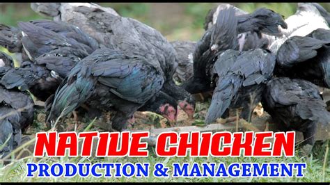 Native Chicken Production And Management In The Philippines Youtube
