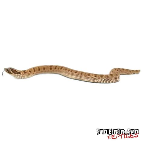 Baby Anaconda Het Albino Western Hognose Snakes Heterodon Nasicus For