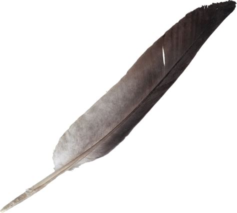 Feather Quill Clip art - feather png download - 976*879 - Free Transparent Feather png Download ...