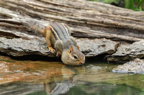 Eastern Chipmunk 8356 Photograph By Jerry Owens Fine Art America
