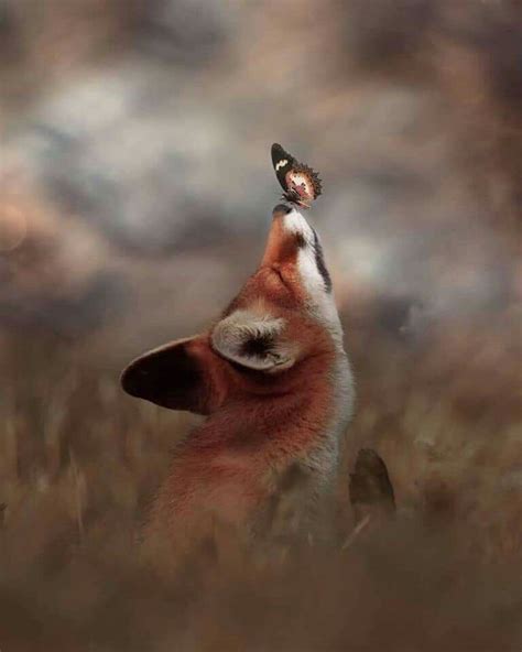 Fox With A Butterfly On His Nose In 2020 Animals Cute