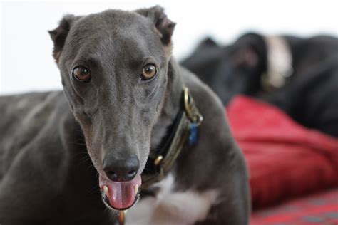 Paw Print Genetics Polyneuropathy A Preventable Inherited Disease Of The Greyhound