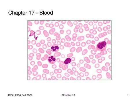 Ppt Chapter 17 Blood Powerpoint Presentation Free Download Id