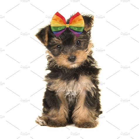Yorkshire Terrier Puppy With Rainbow High Quality Animal Stock Photos