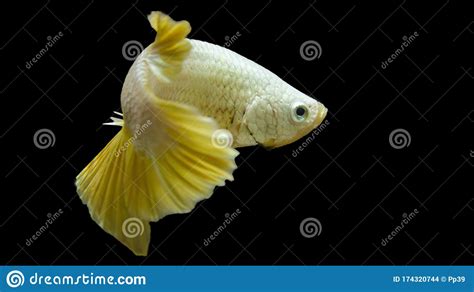Golden Betta Fish Stock Photo Image Of Golden Plakat 174320744