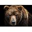 The Best Areas To Hunt Alaska Brown Bears