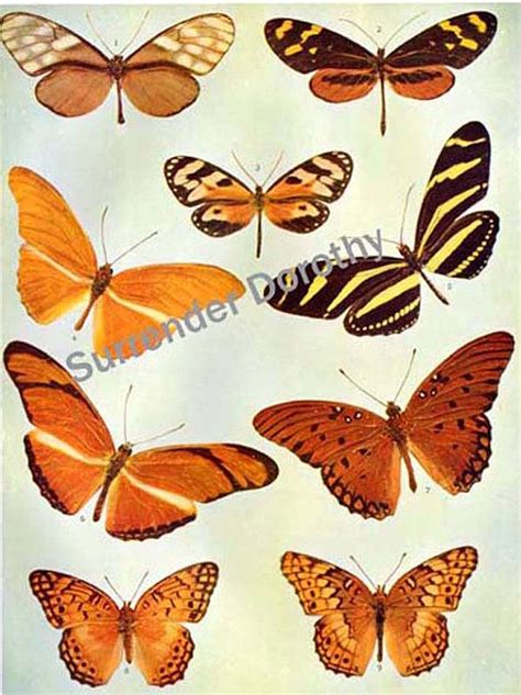 Dircenna Michanitis Butterflies 1900 Edwardian Entomology Etsy
