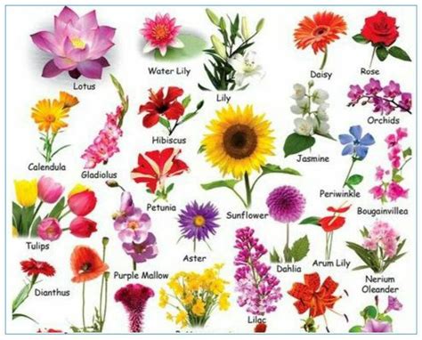 Pin By Chathuri On Art Flower Images With Name Flower Names All
