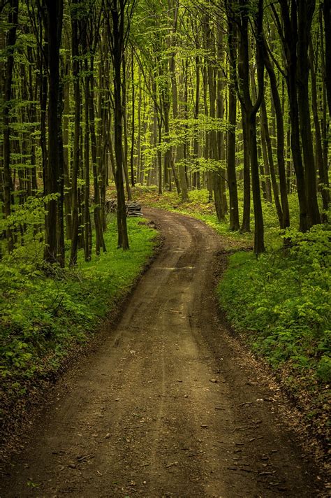 Forest Road Landscape Free Photo On Pixabay Pixabay
