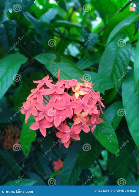 Beautiful Village Flowers Stock Image Image Of Asia 130831619