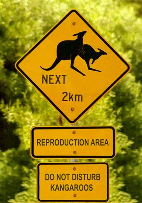Dont Disturb Kangaroos Funny Street Signs Funny Road Signs Fun Signs