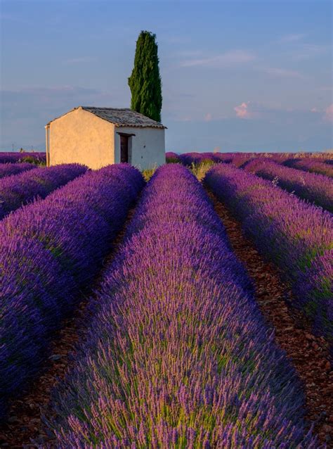 Lavender Field Valensole France Lavender Fields Photography